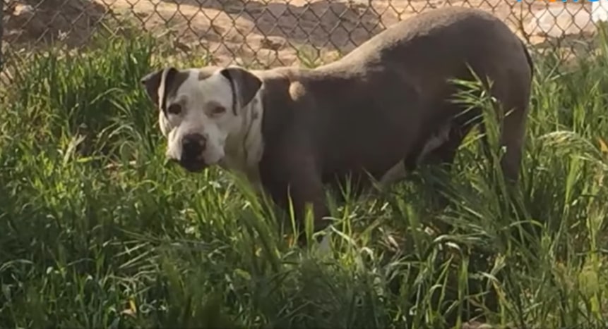 Pitbull standing in green grass