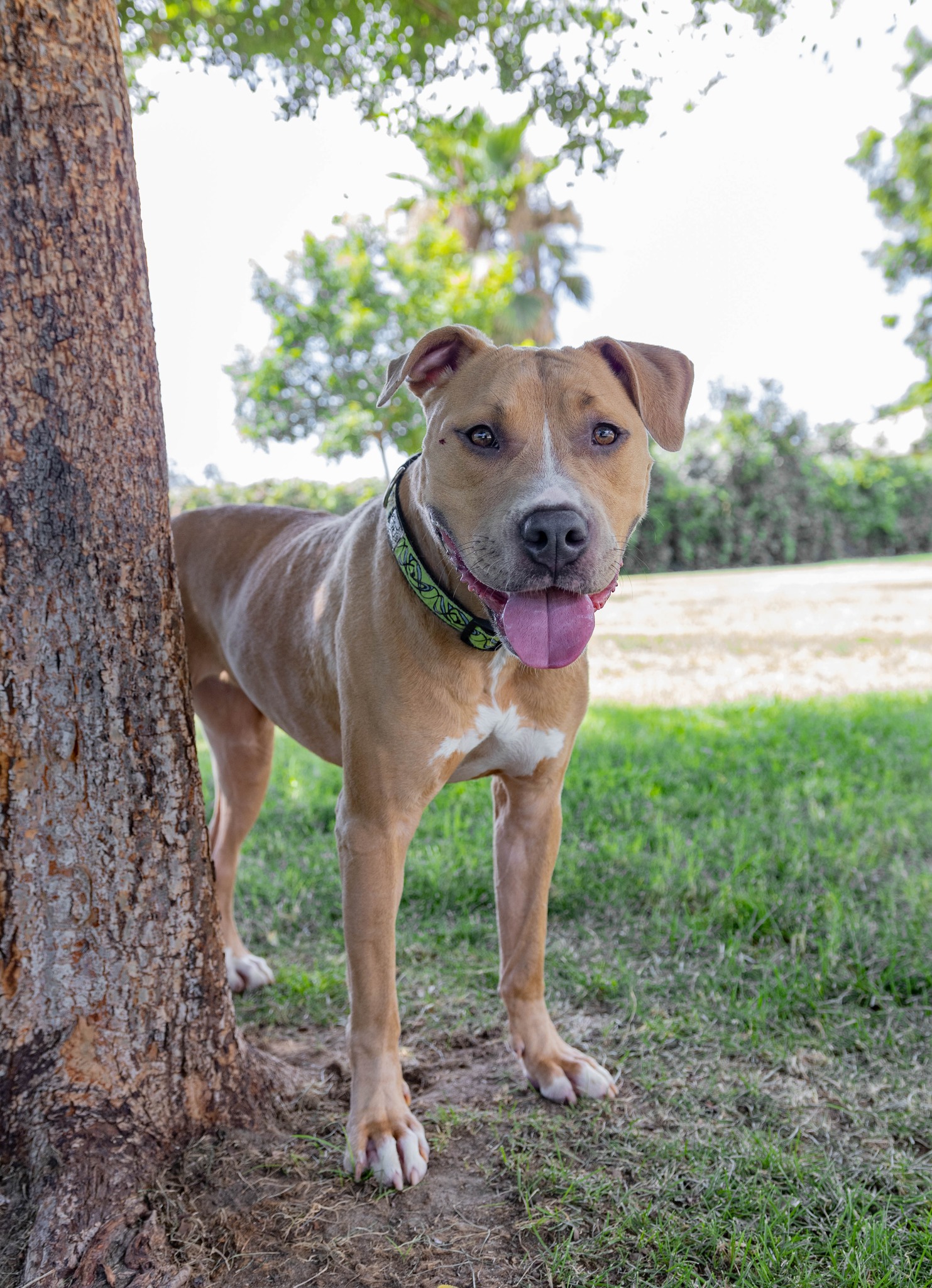 pitbull standing next to the tree