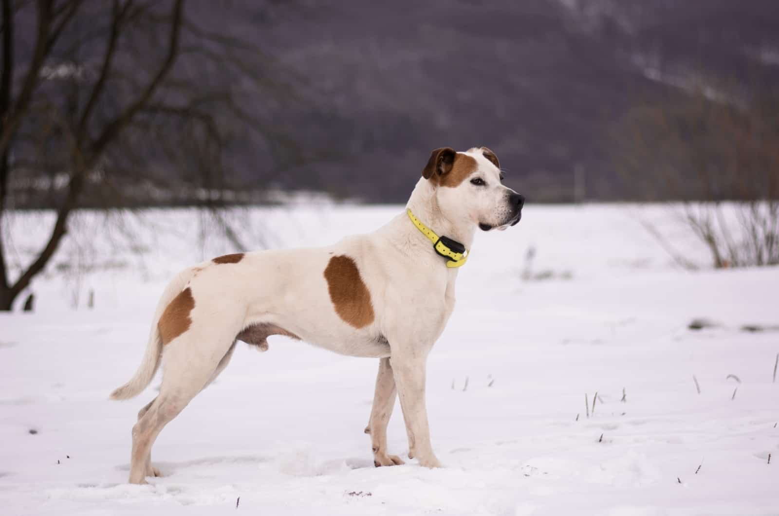 Pitbull standing on snow