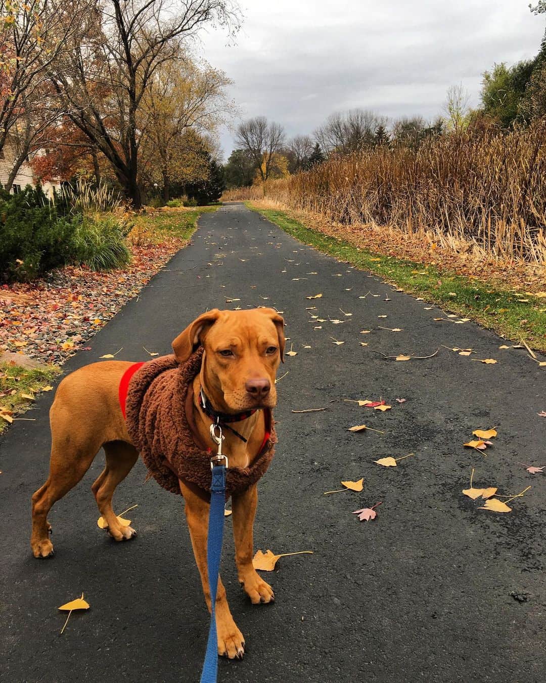 Pitbull Vizsla Mix standing on streets