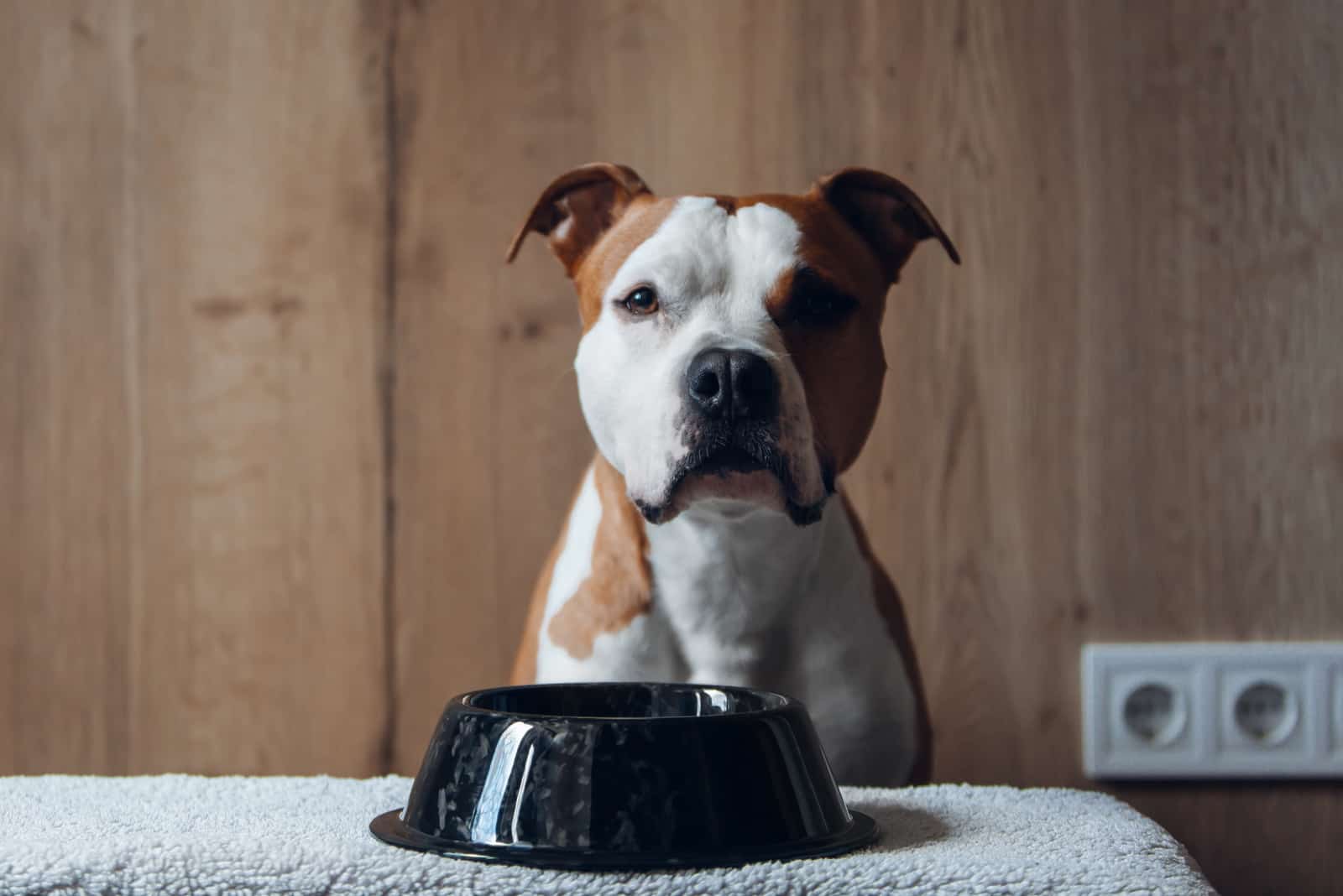 Pitbull waiting for food