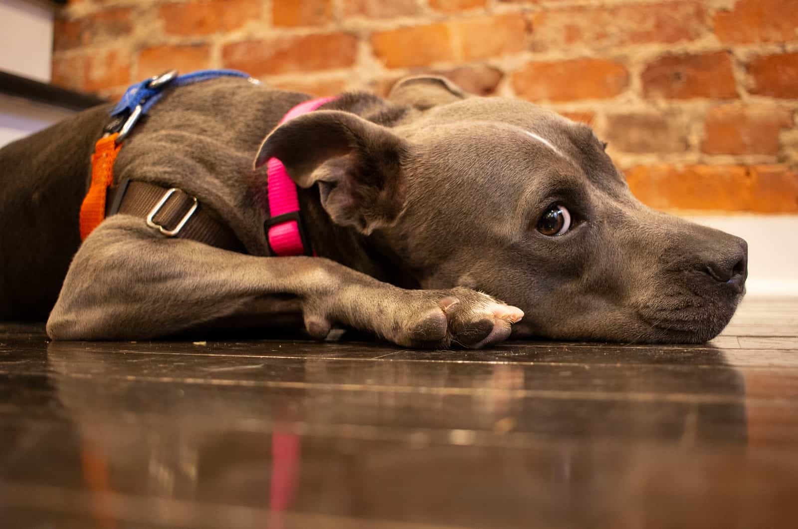 pitbull wearing a harness inside