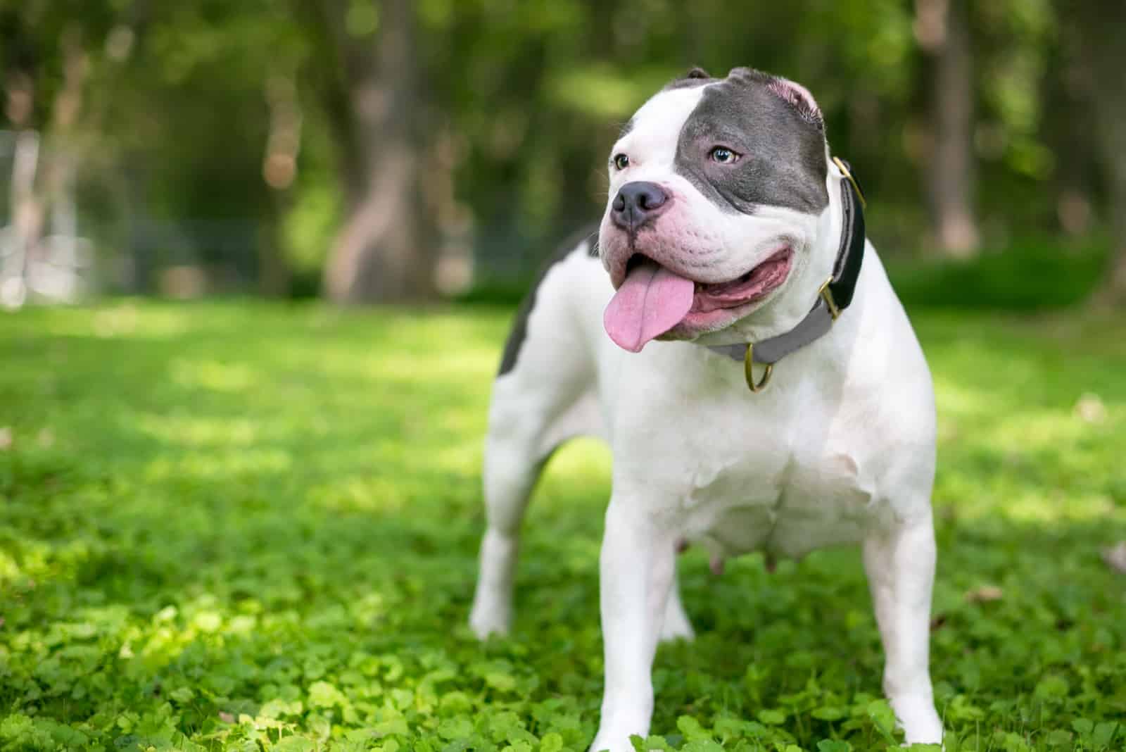 pitbull with ears almost completely cutted of