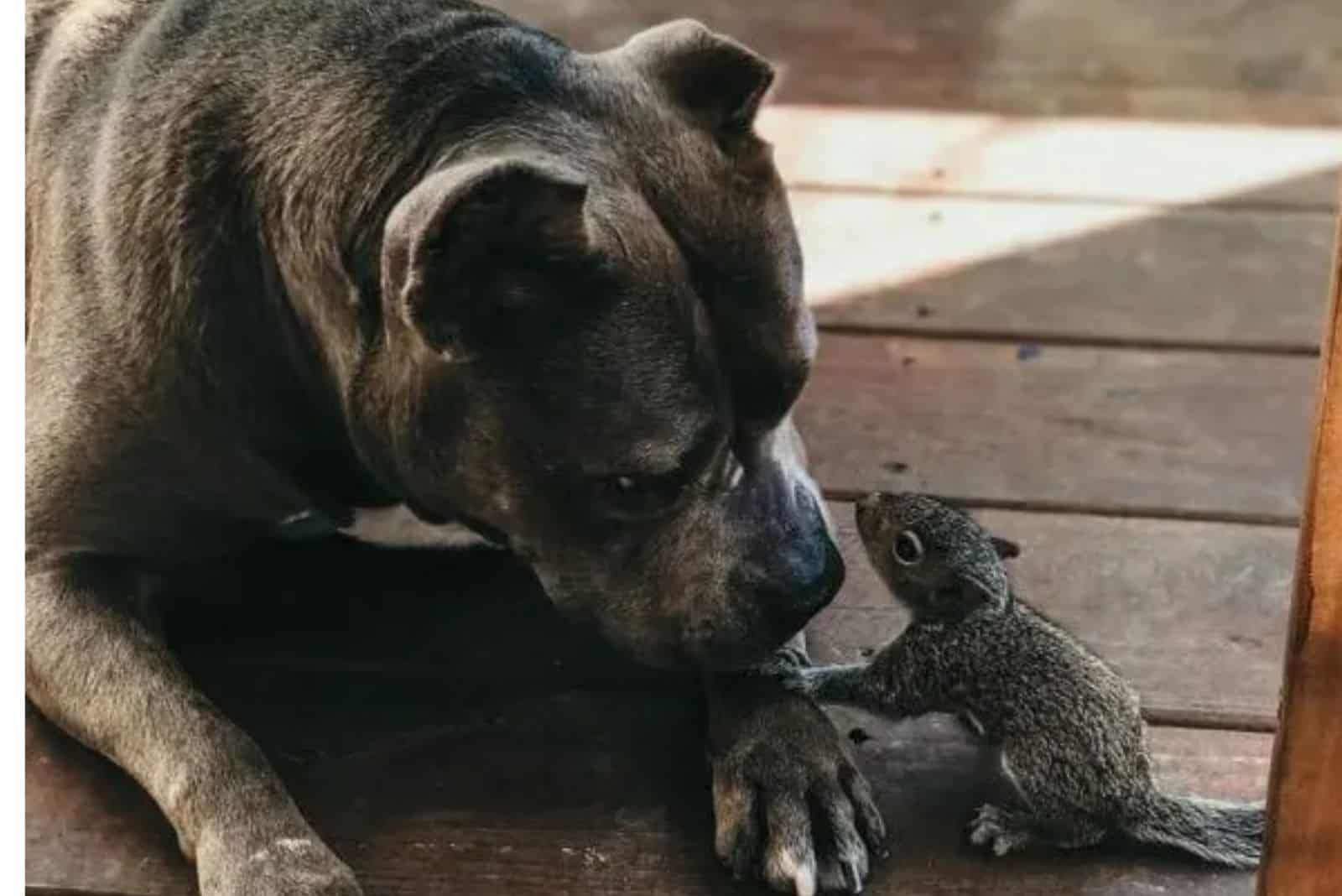pitbull with squirell