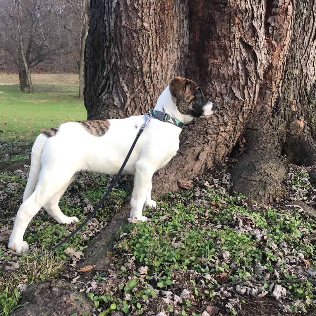 pithound in the park