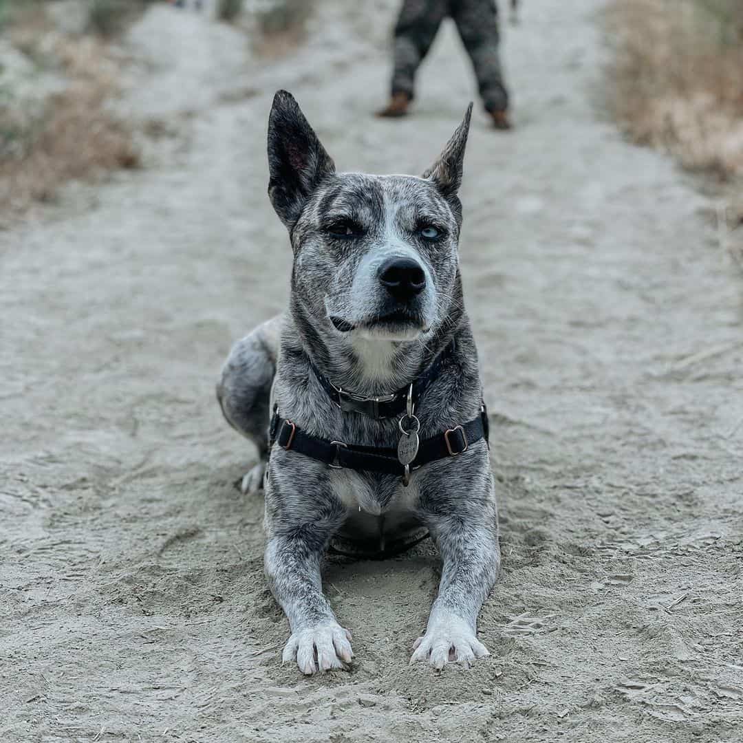 pitsky dog breed