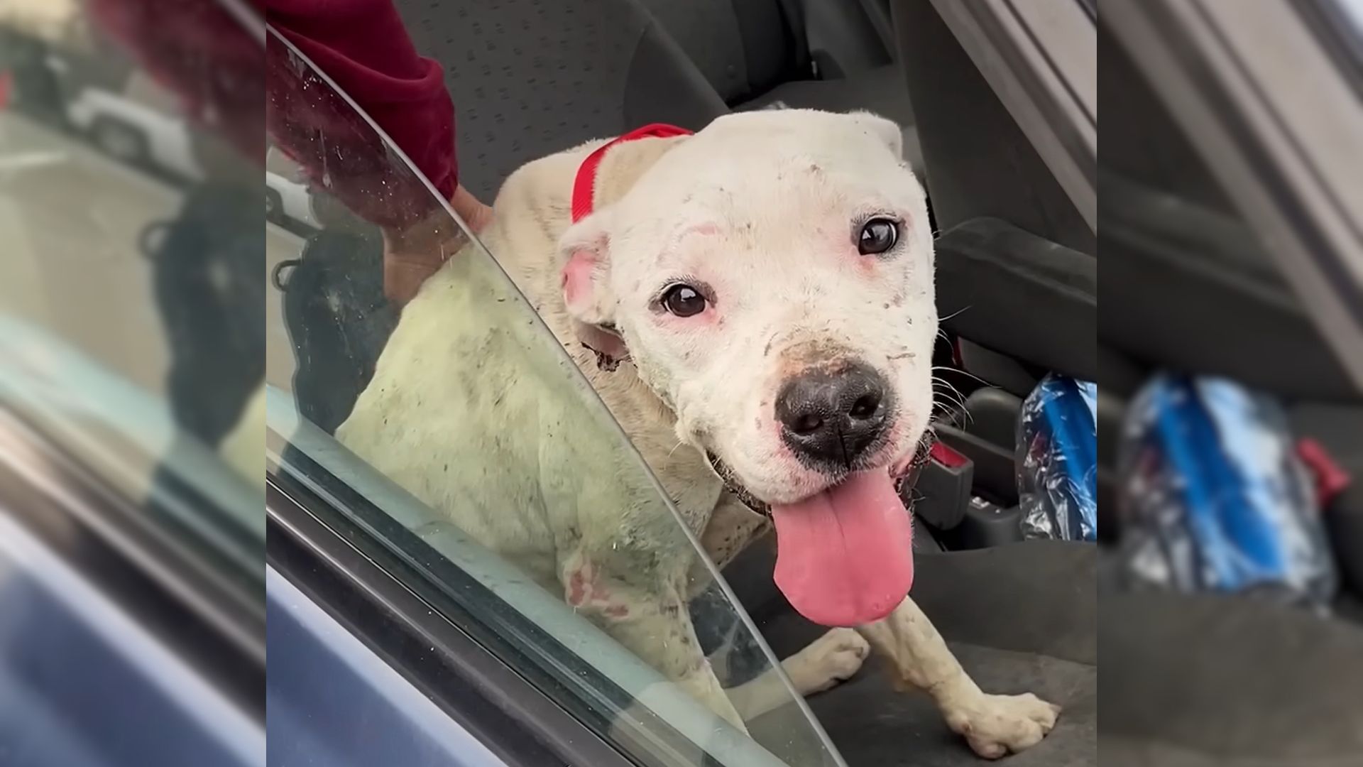 Pittie Abandoned By His Family Now Goes Running In The Ocean With His New Dad