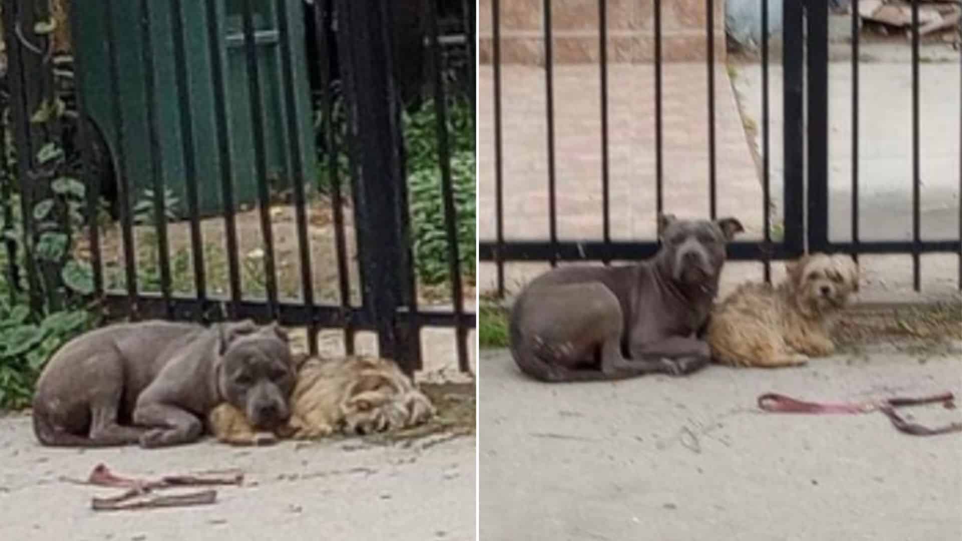 A Stray Pittie And His Yorkie Mix Friend Didn’t Want To Leave Each Other Even After Being Rescued