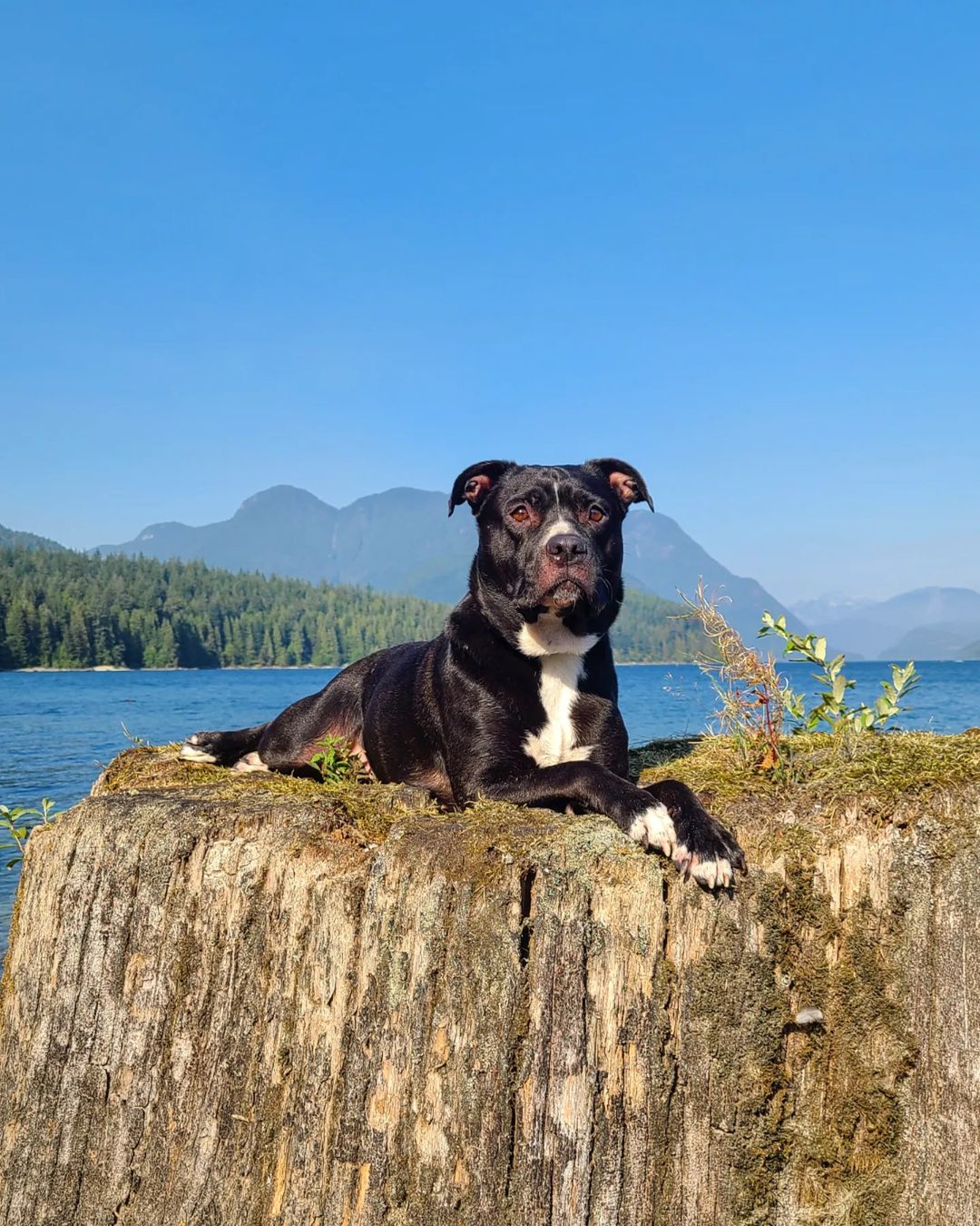 pittie blueberry lying on a rock