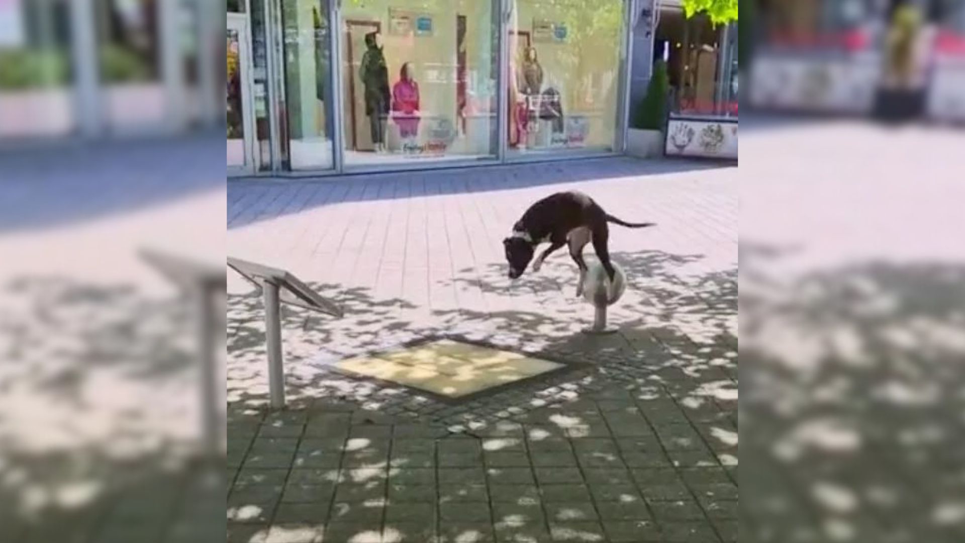 Pittie Comes Across Music Installment And Soon Discovers Her Hidden Talent