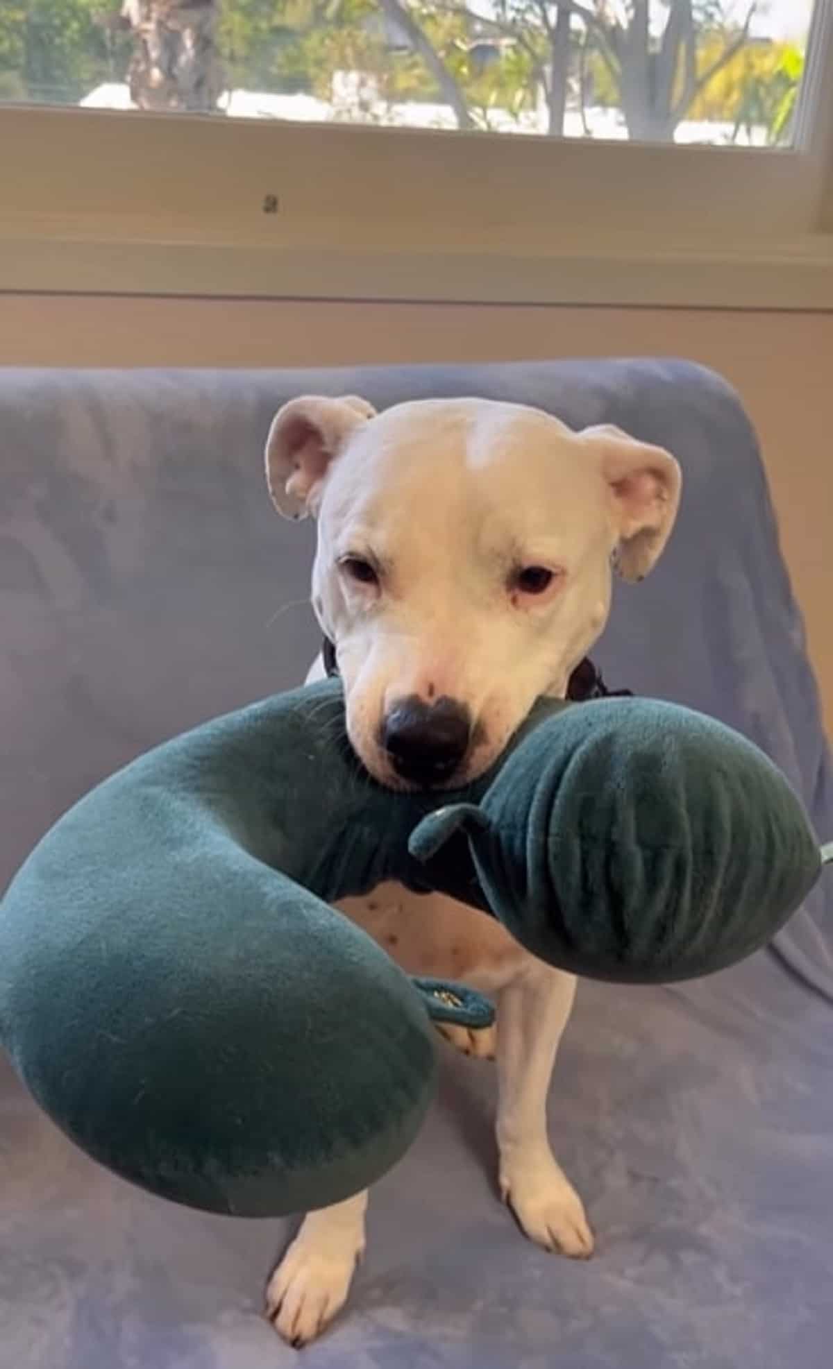 pittie holding pillow in his mouth while sitting on the sofa
