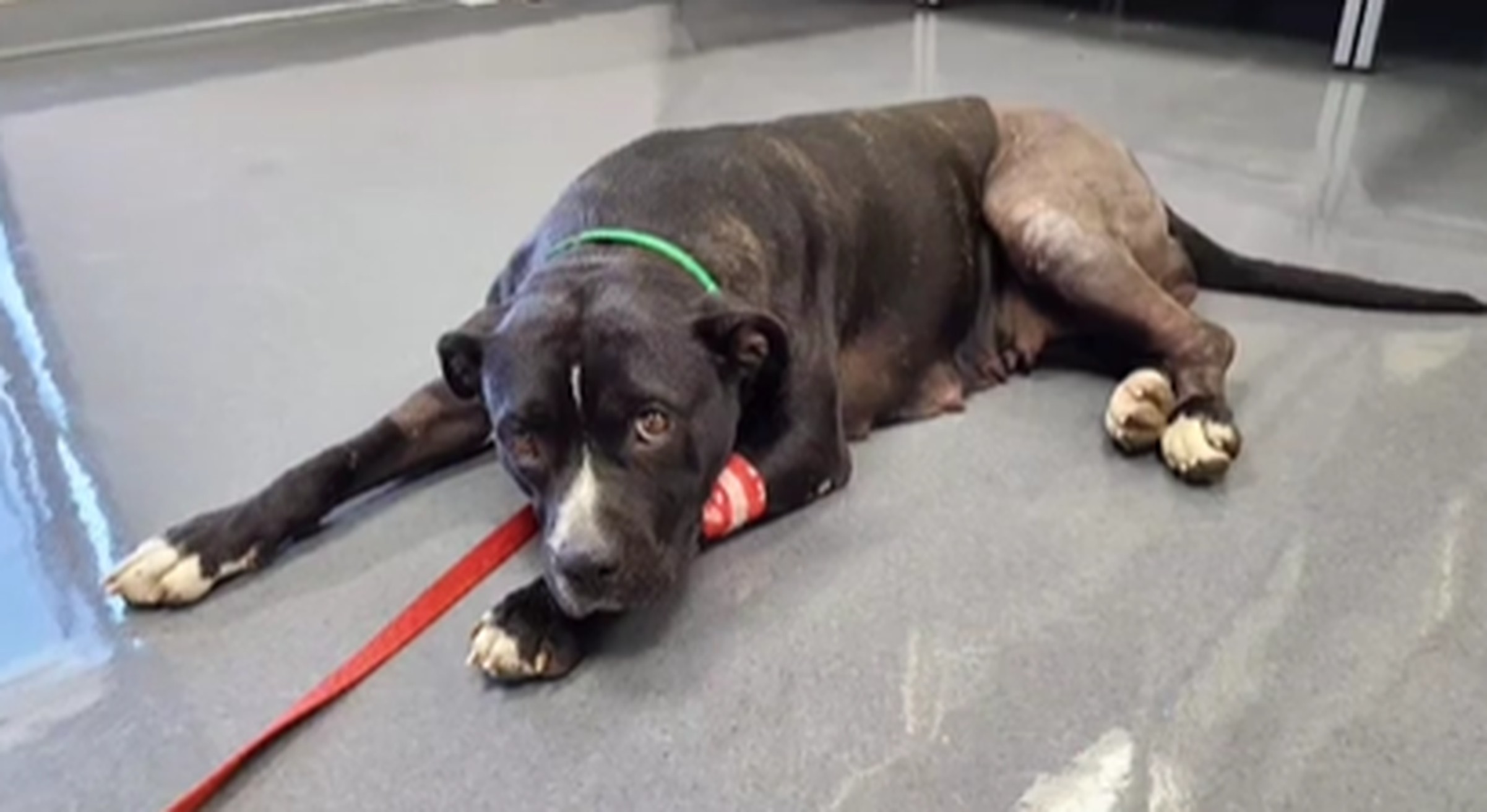 pittie lying down at the animal hospital