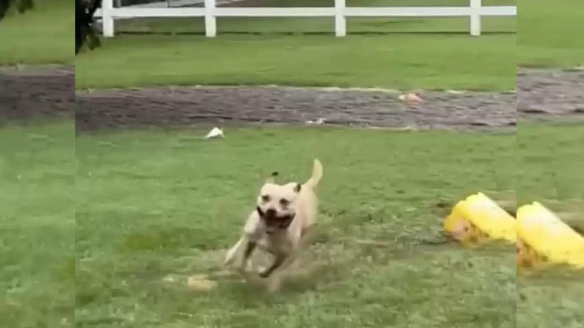 Pittie Mix Can’t Stop Dancing In The Rain After 175 Days Spent In A Shelter