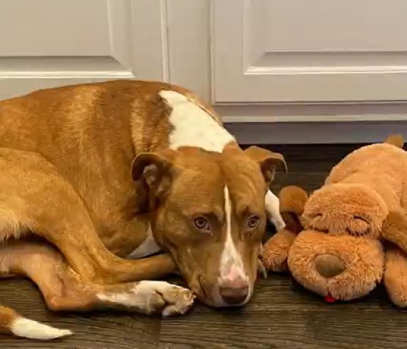 pittie named wally lying next to a toy