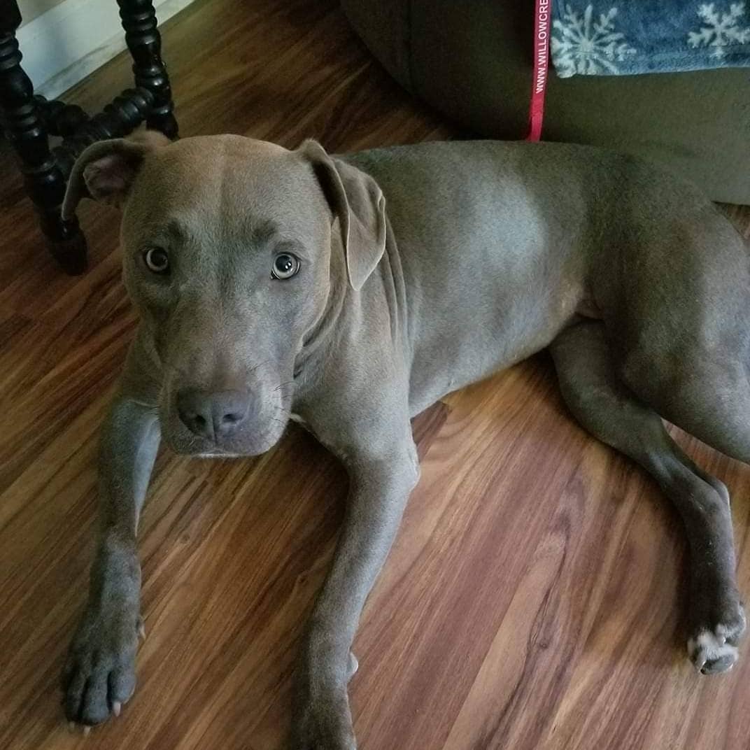 Pittmaraner dog lies on the laminate