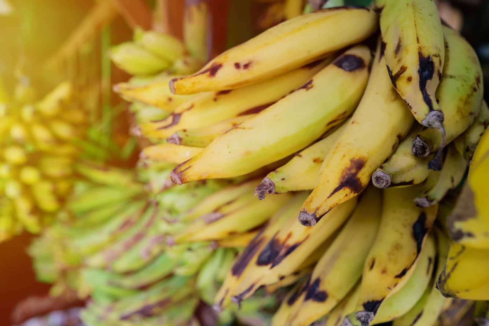 plantain ripened on the branches