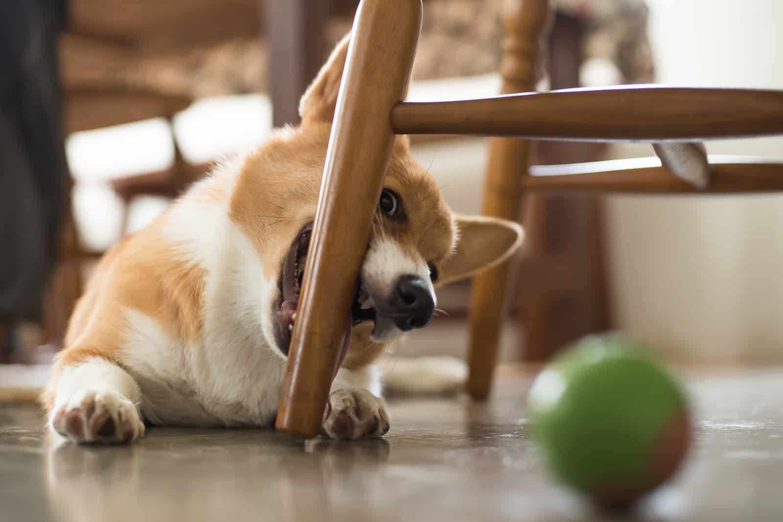 playful corgi puppy