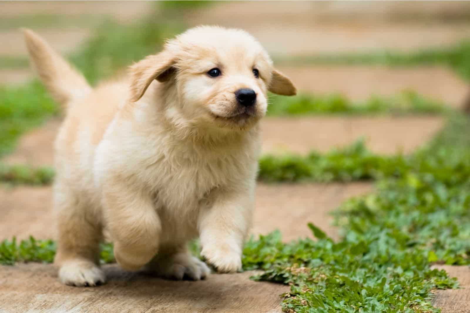 playful golden retriever running outdoor