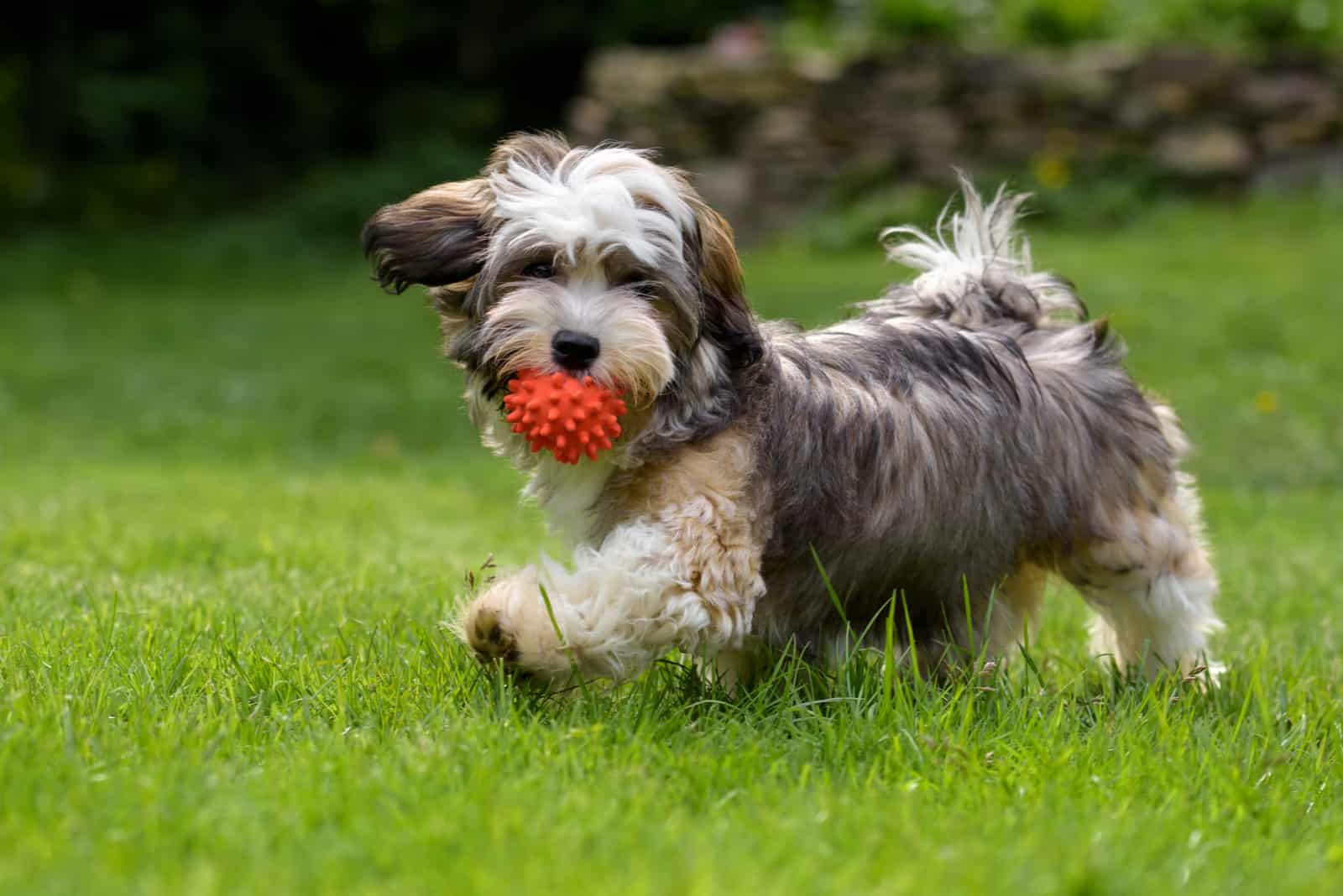 Playful havanese puppy