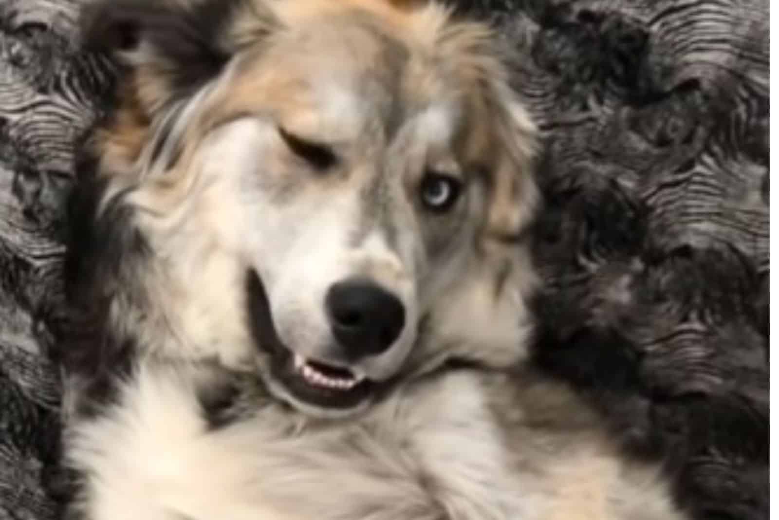 playfull dog lying on the bed