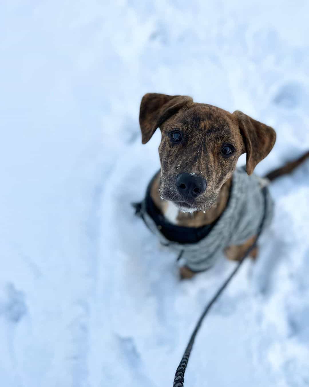 plott hound pitbull mix dog