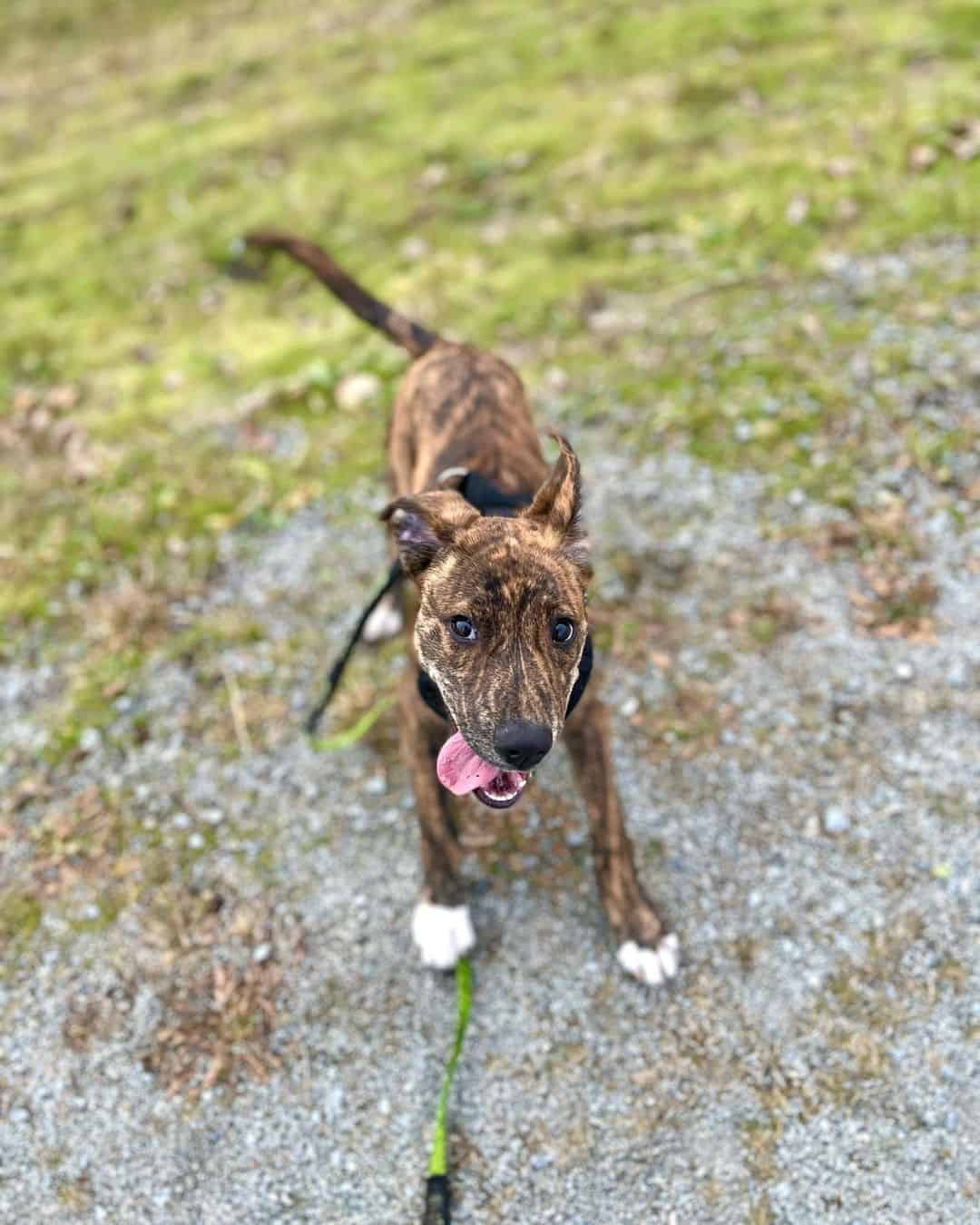 plott hound pitbull mix exercising