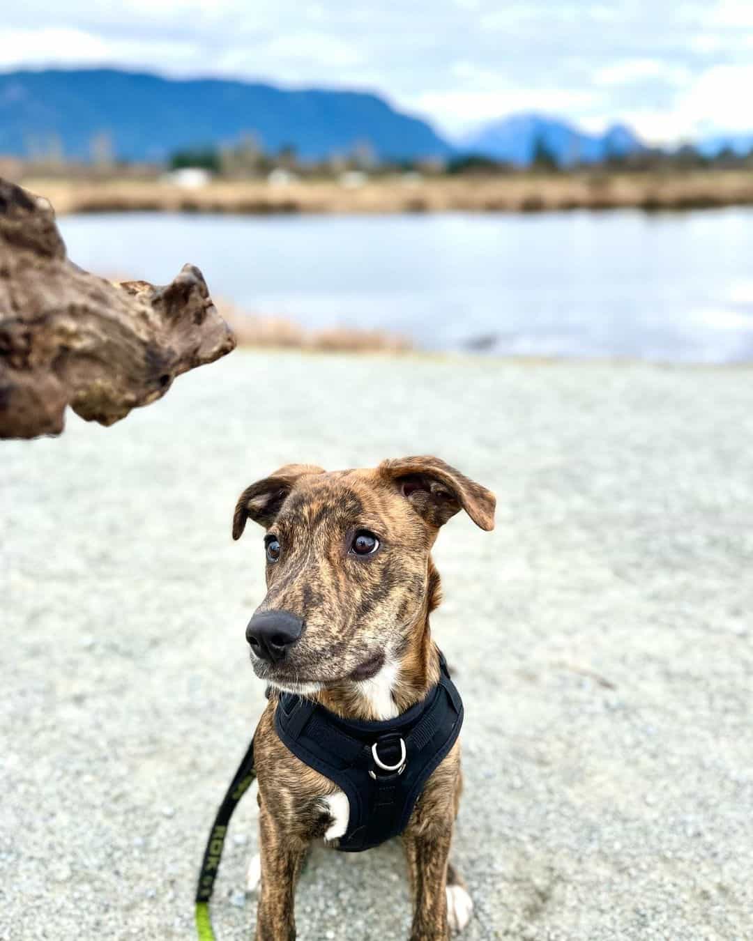 plott hound pitbull mix in nature