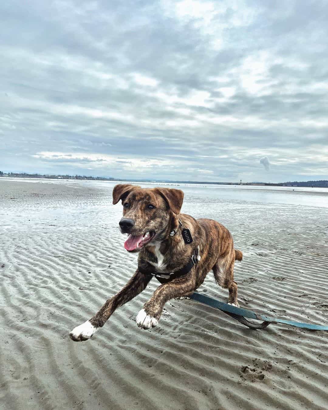 plott hound pitbull mix running