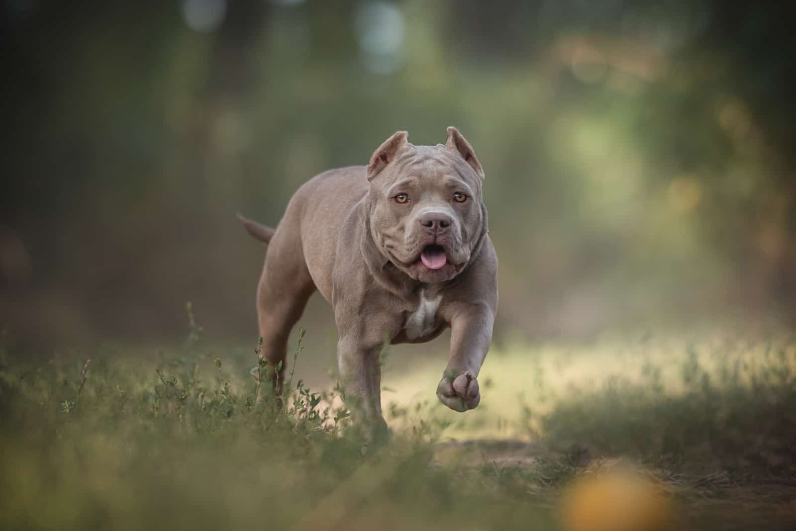 pocket bully in the wood