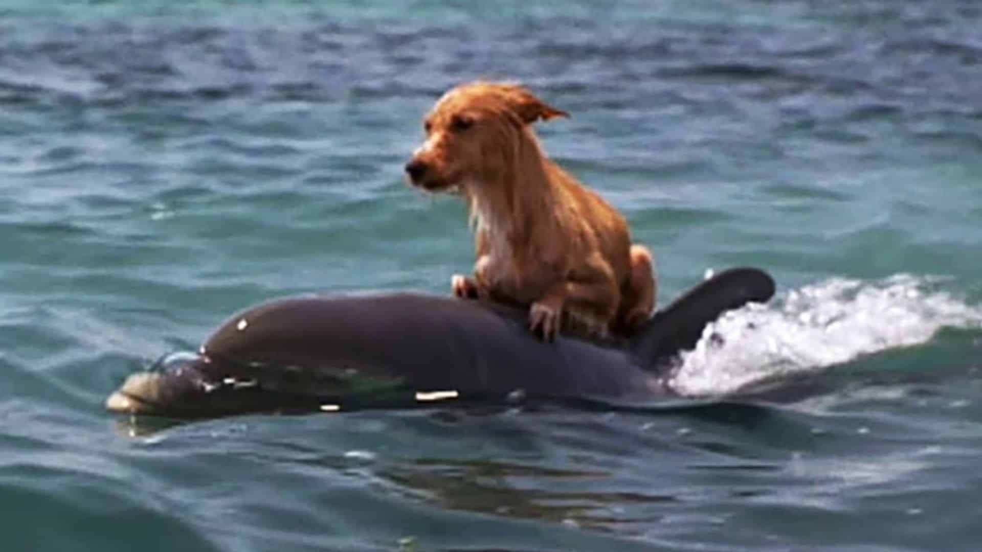 Heroic Dolphins Save A Dog After He Accidentally Falls Into The Sea