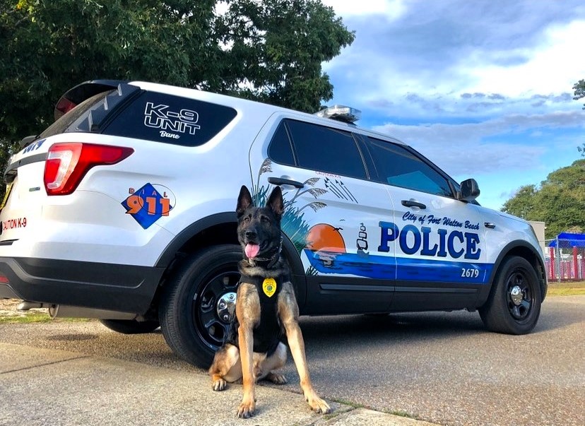 police dog in front of police car