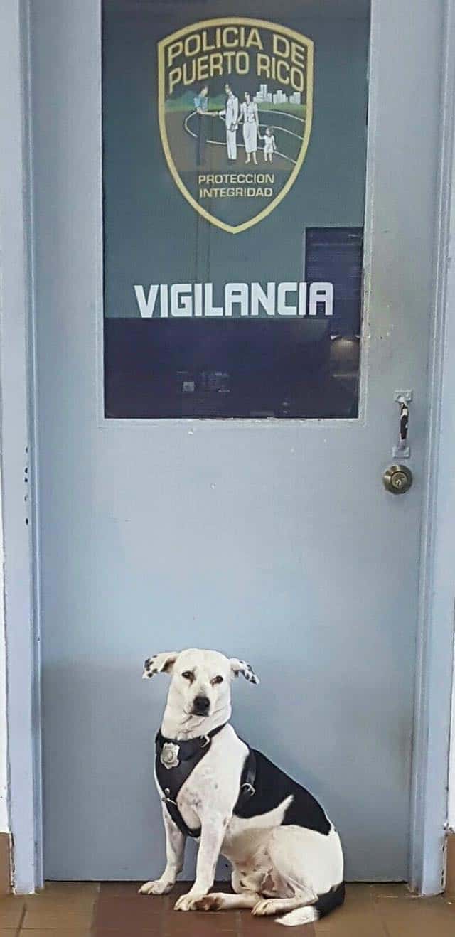 police dog posing