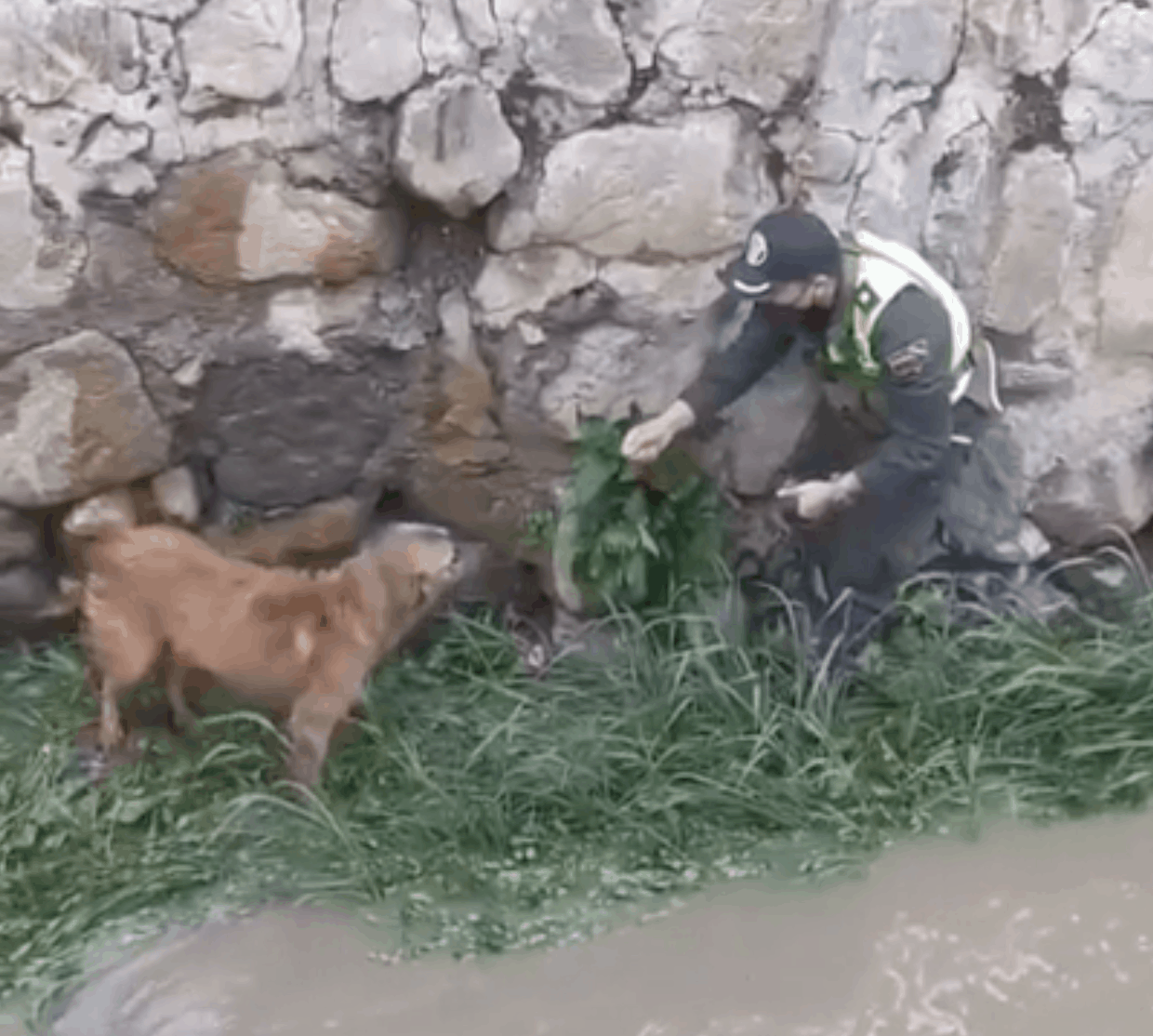 Video: How These Police Officers Saved A Pup With A Little Help From His Friend