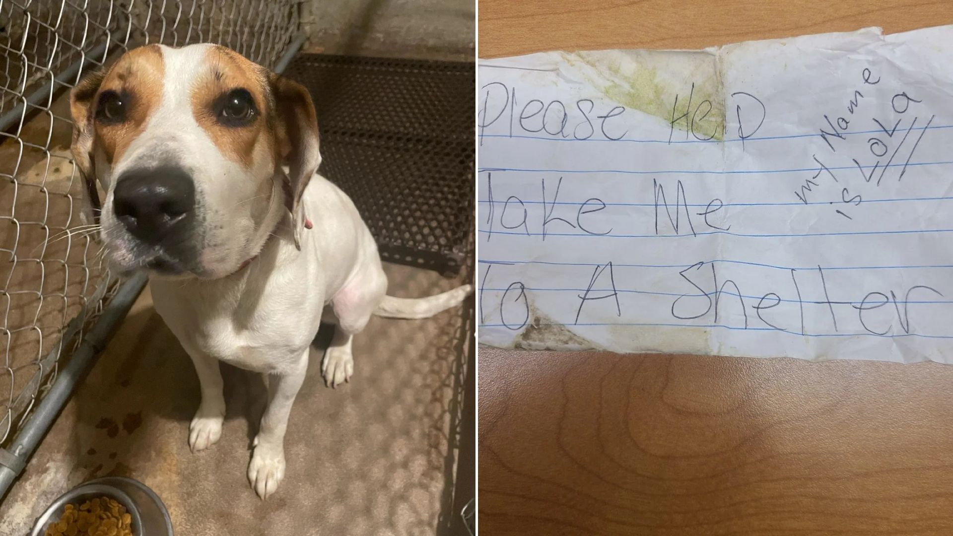 Police Officers Stumble Upon An Abandoned Dog With A Heartbreaking Note Attached To Her Collar