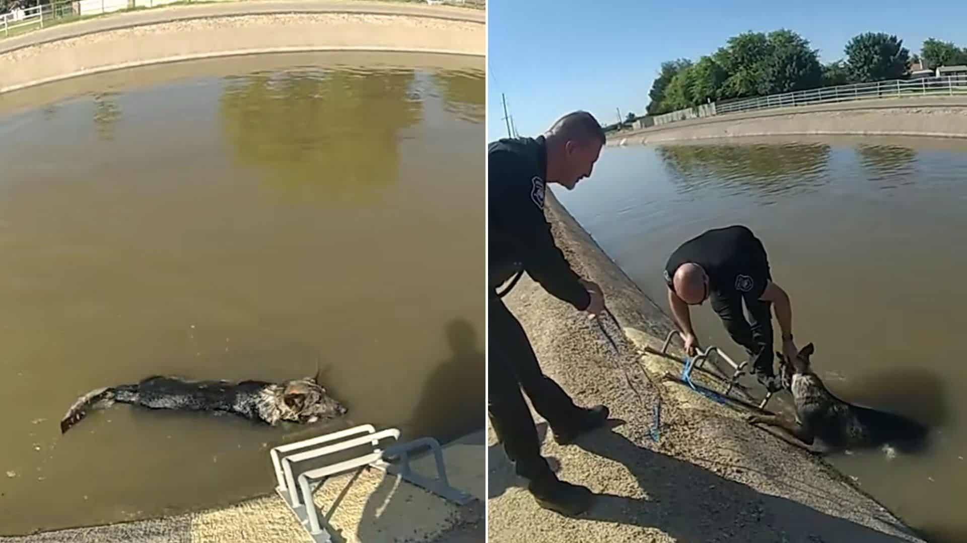 Police Officers Use Homemade Muffins To Rescue A Dog Trapped In The Canal