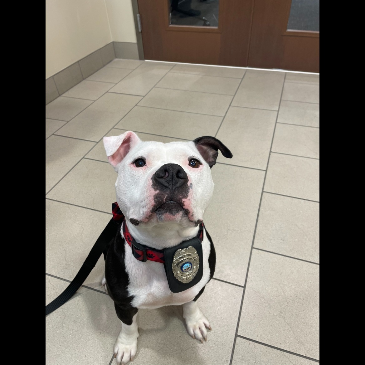 police dog standing on the floor