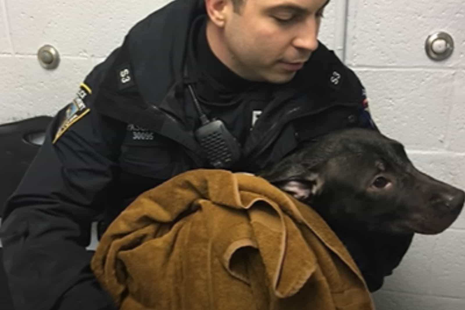 policeman unchains the pitbull