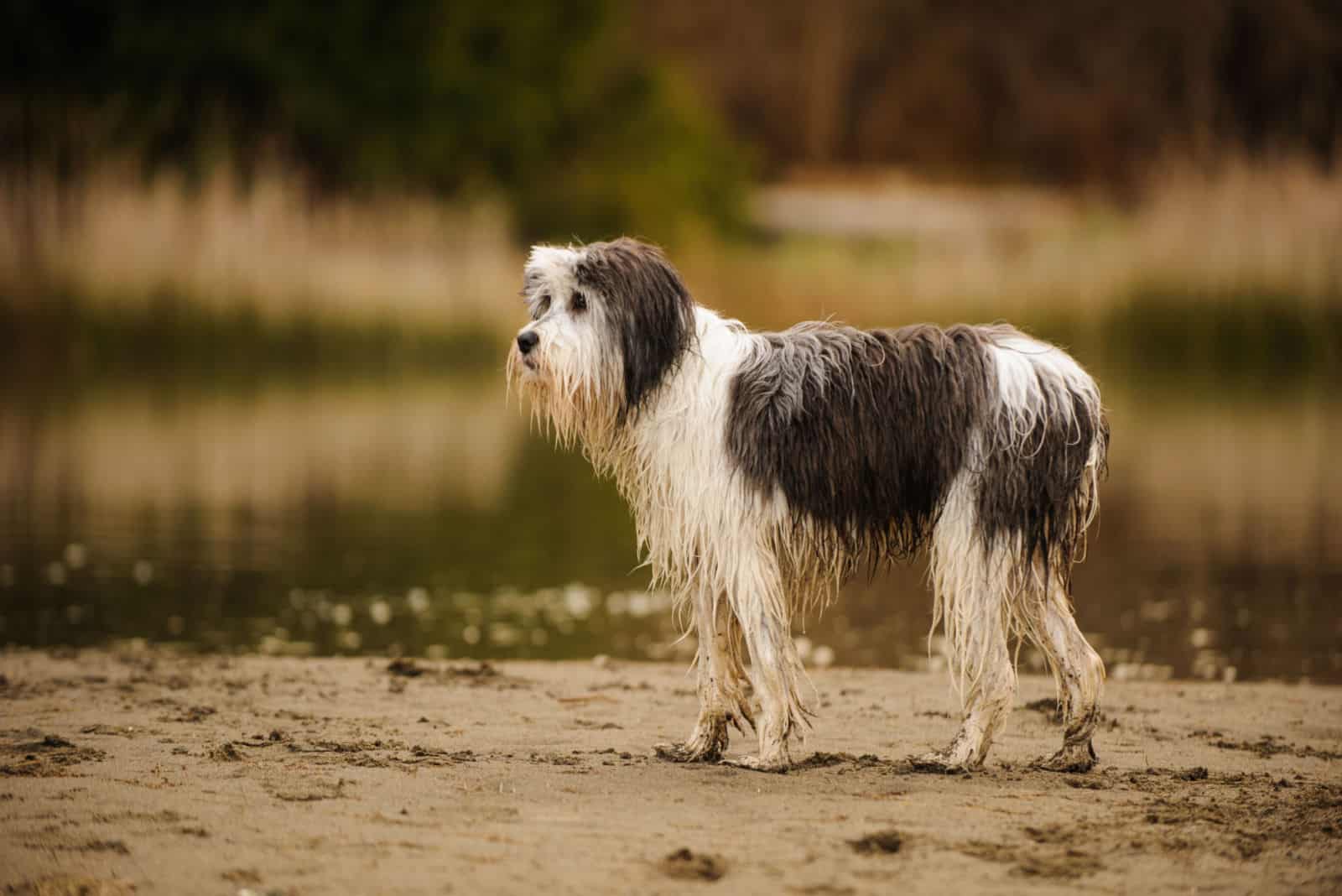 Polish Lowland Sheepdog sets on the beach