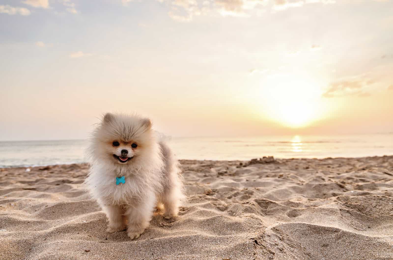 pomeranian at a sandy beach