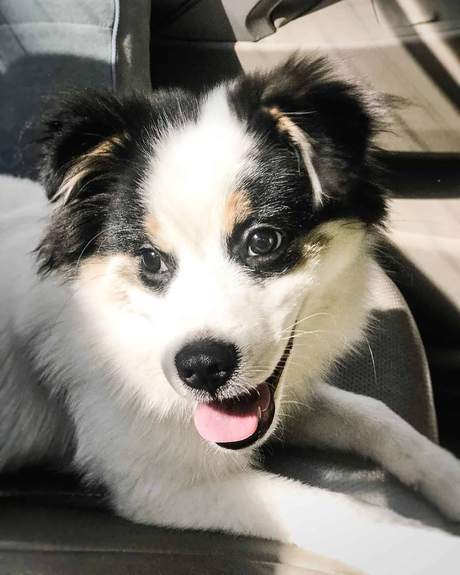 pomeranian beagle mix sitting in the car