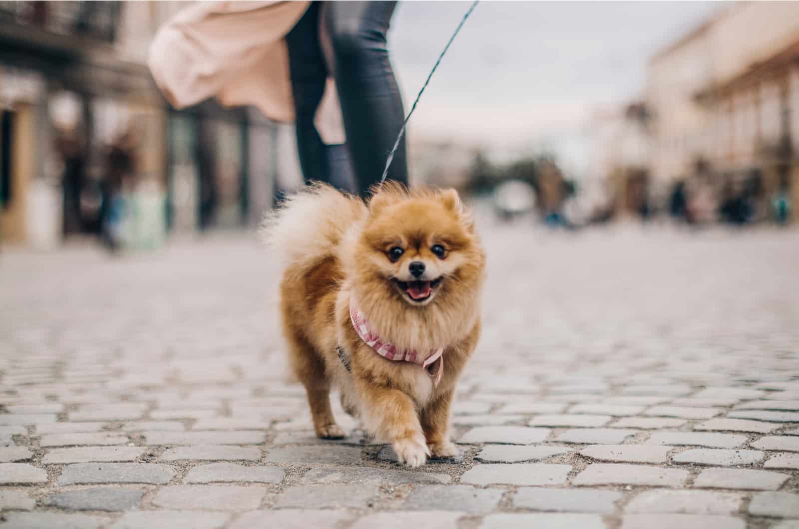 pomeranian being walked on a leash