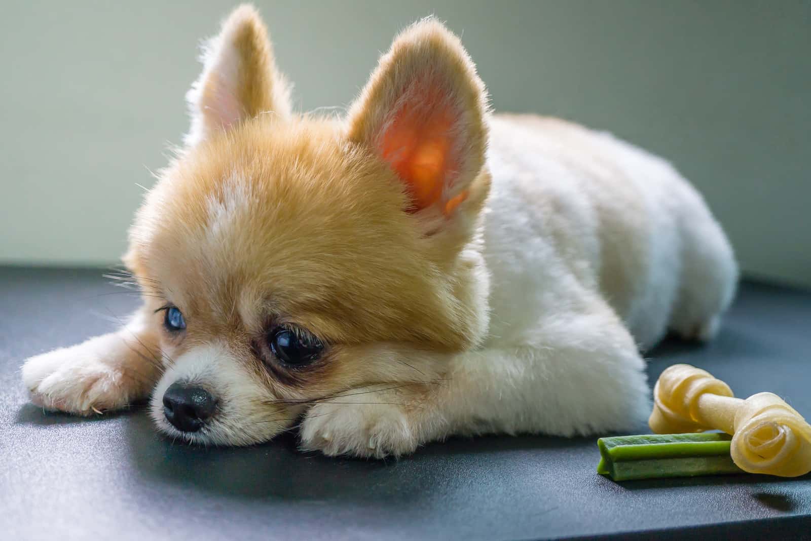 pomeranian dog lies sad