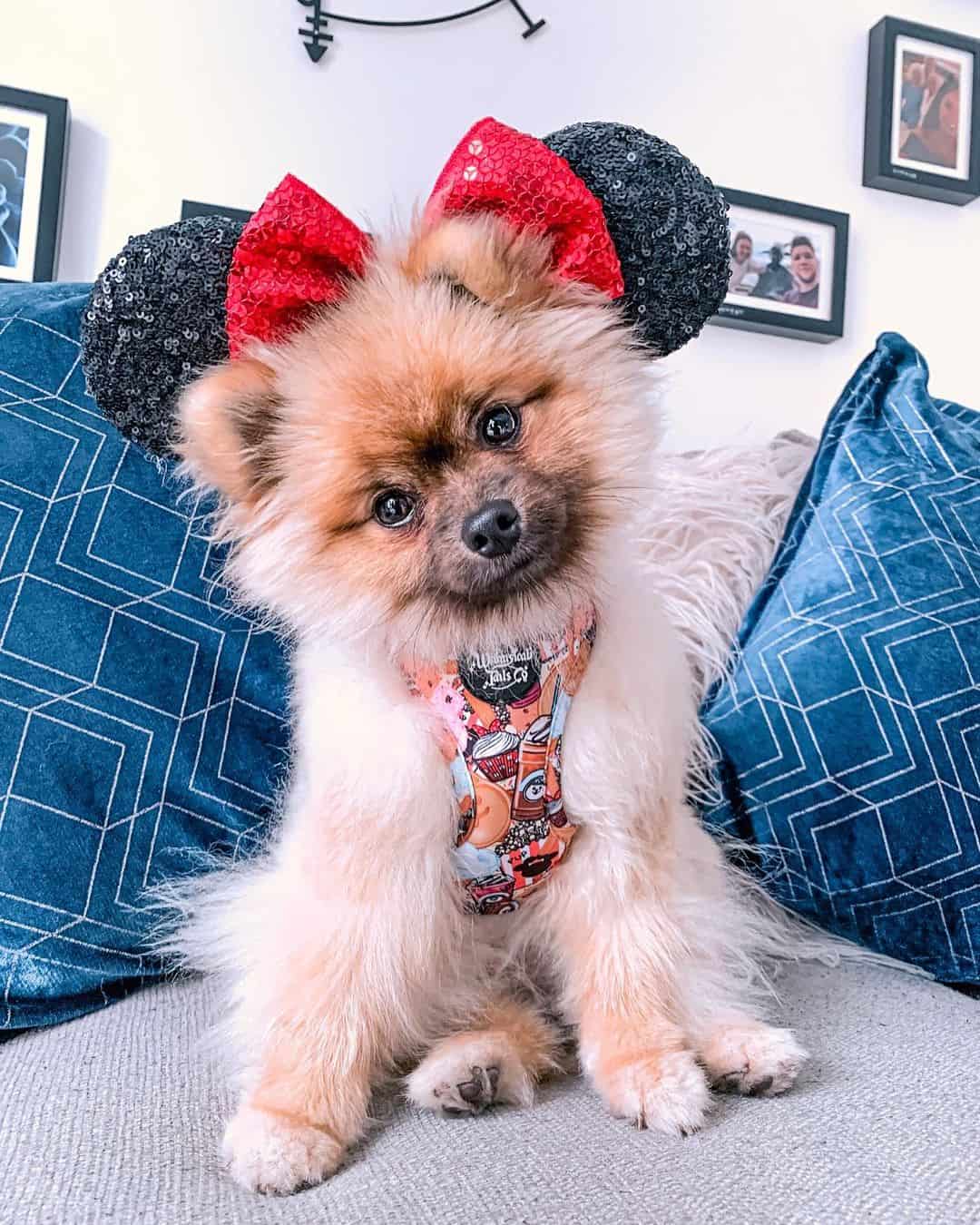 pomeranian dog wearing minnie mouse ears