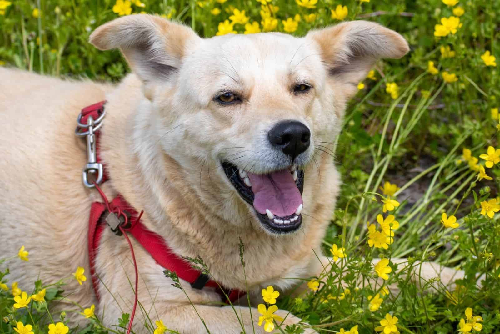 pomeranian mix dog laughing while lying down on green grasses