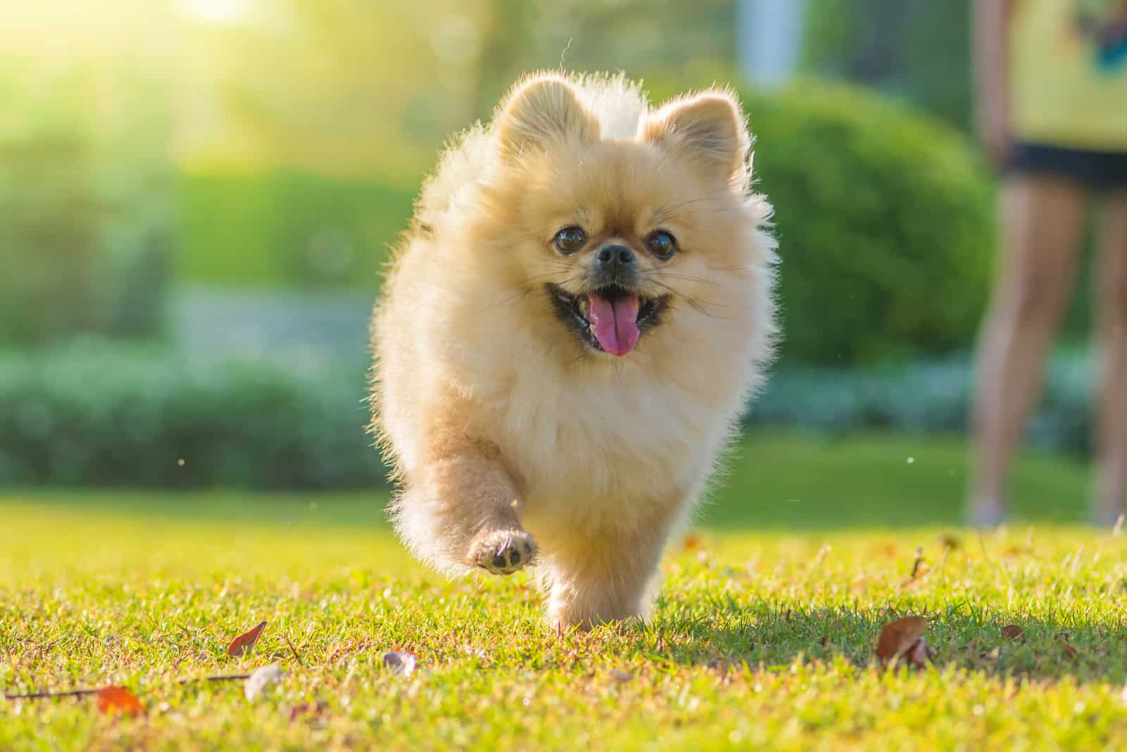 Pomeranian Mixed breed