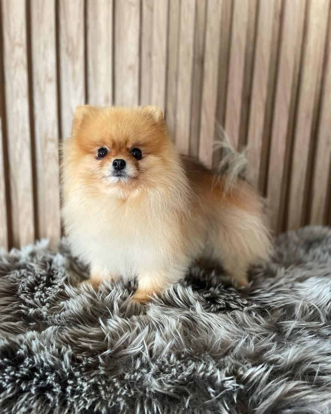 pomeranian Orange Sable