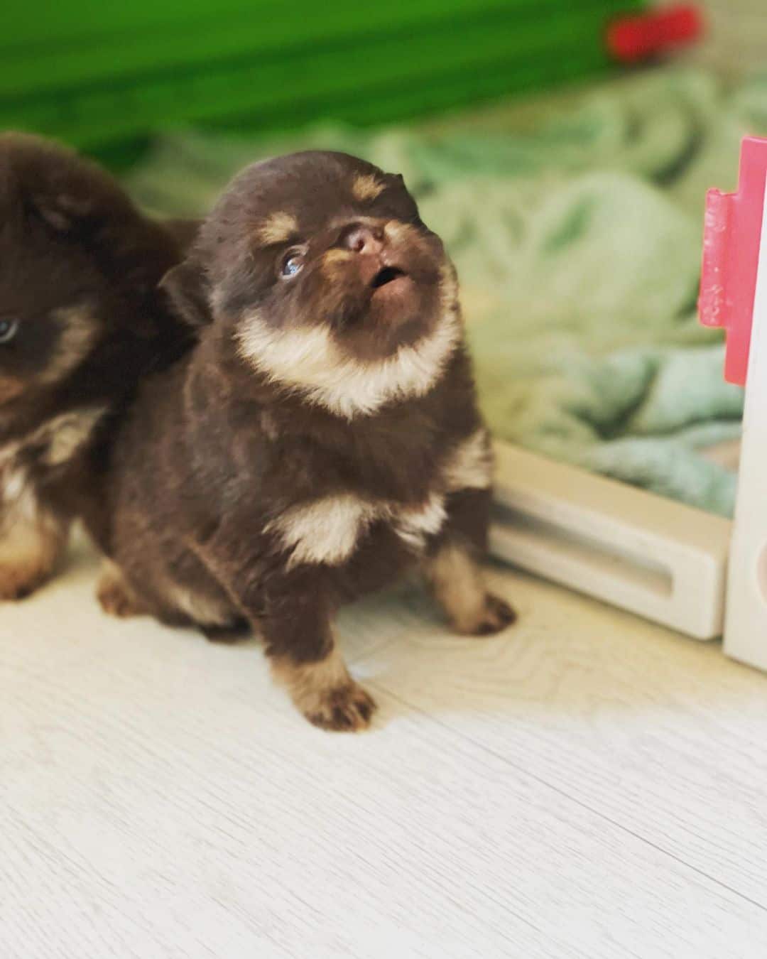 pomeranian puppy Chocolate And Tan