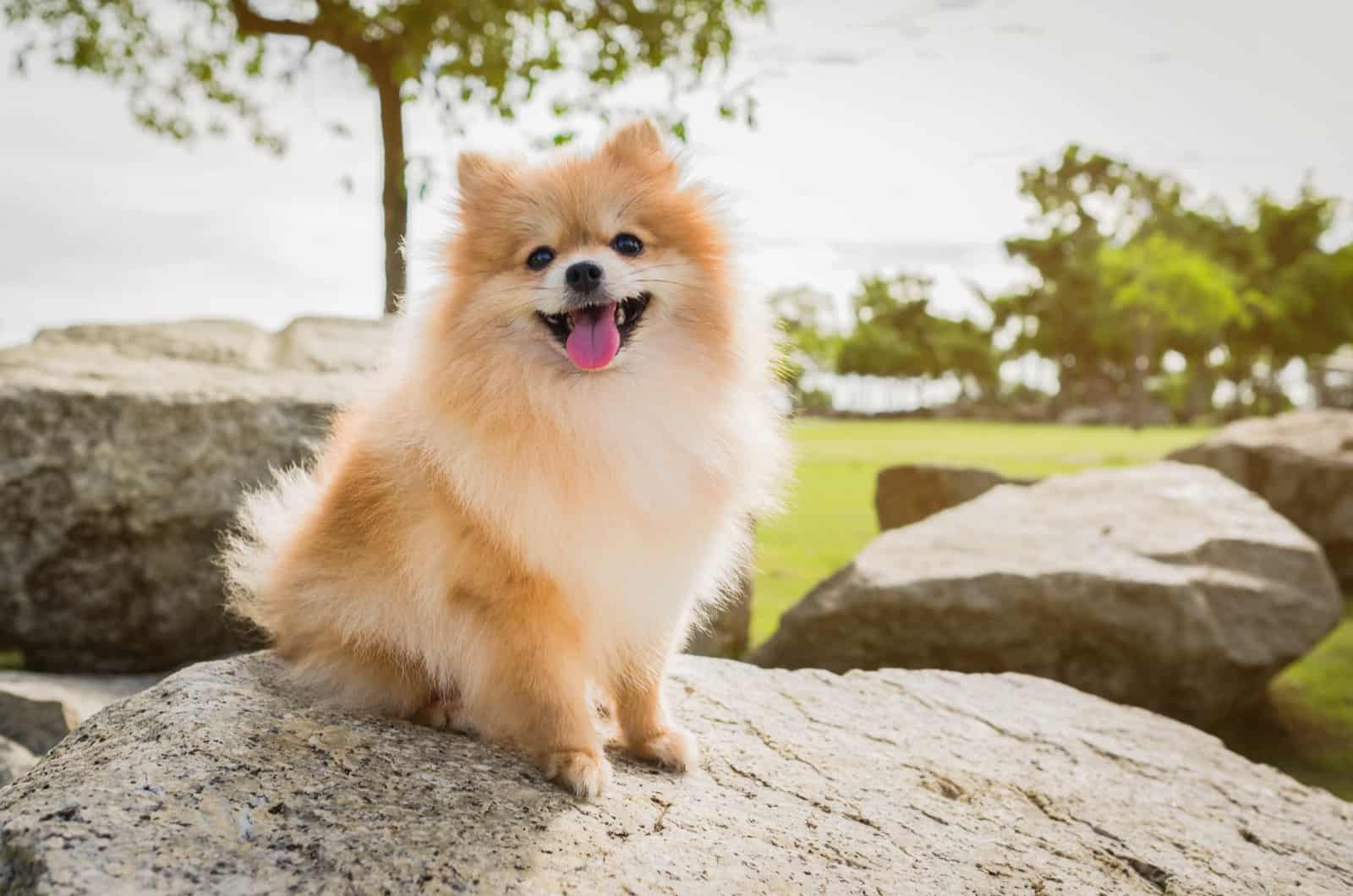 pomeranian standing on a rock