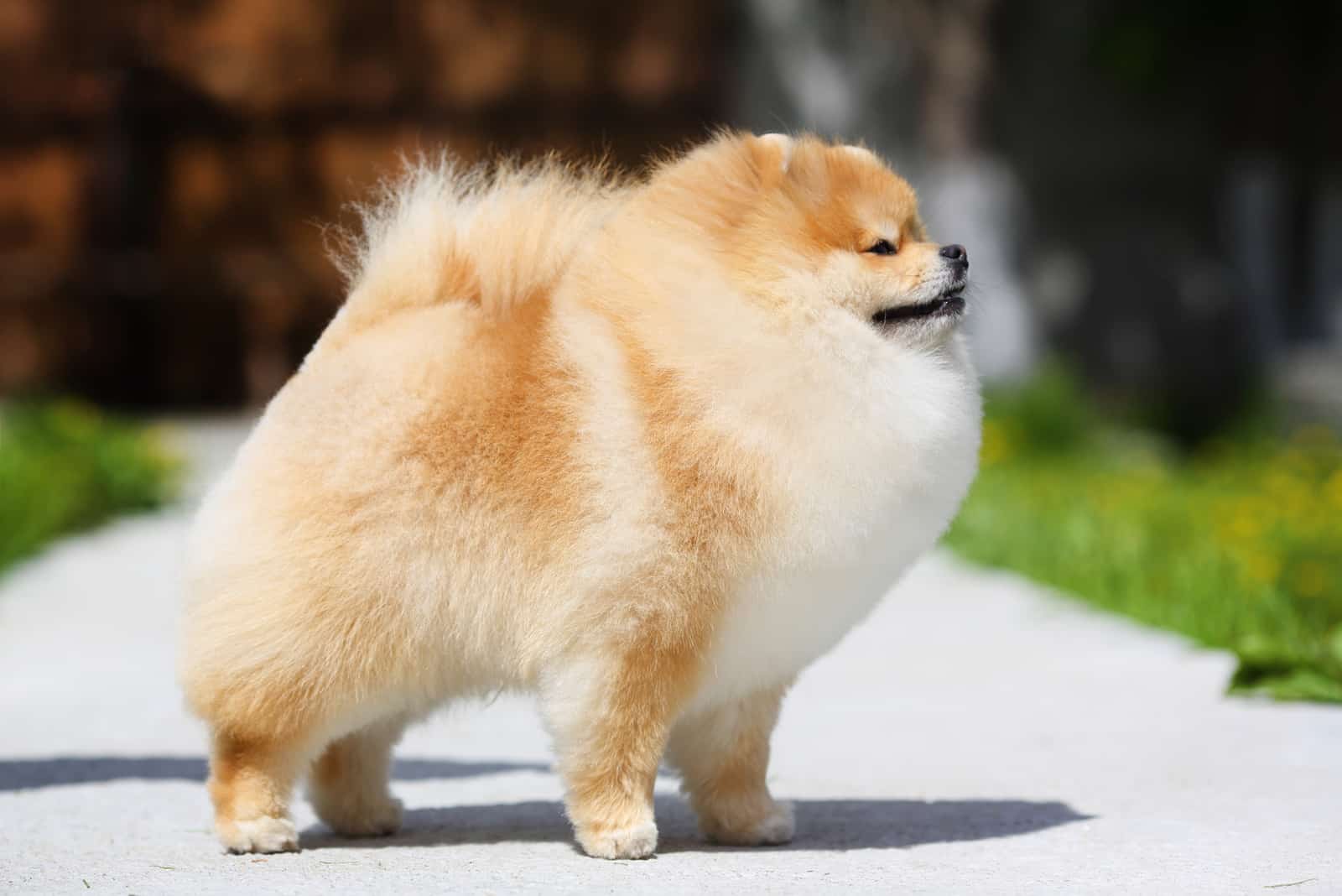 Pomeranian standing outside