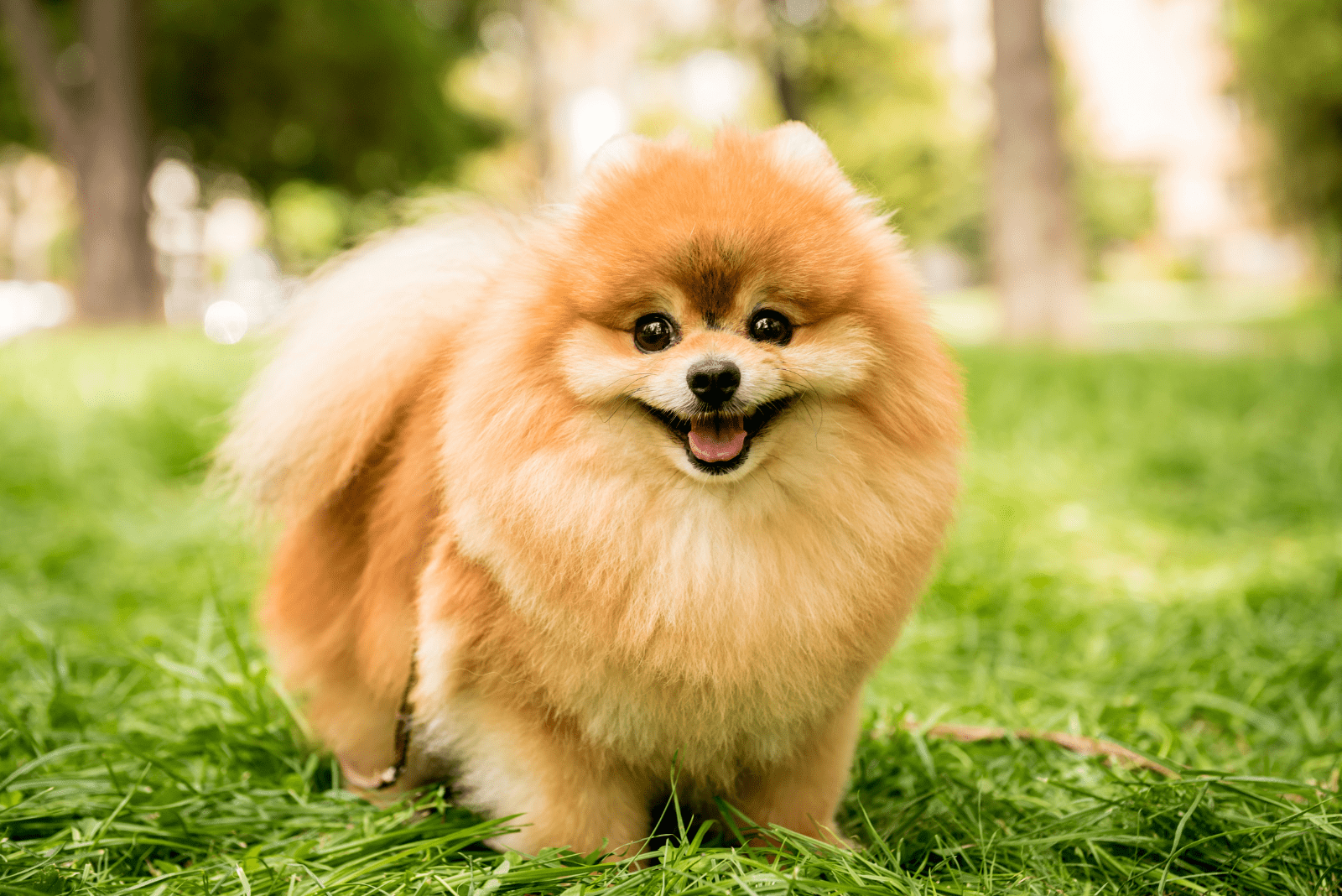 Pomeranian stands in the garden